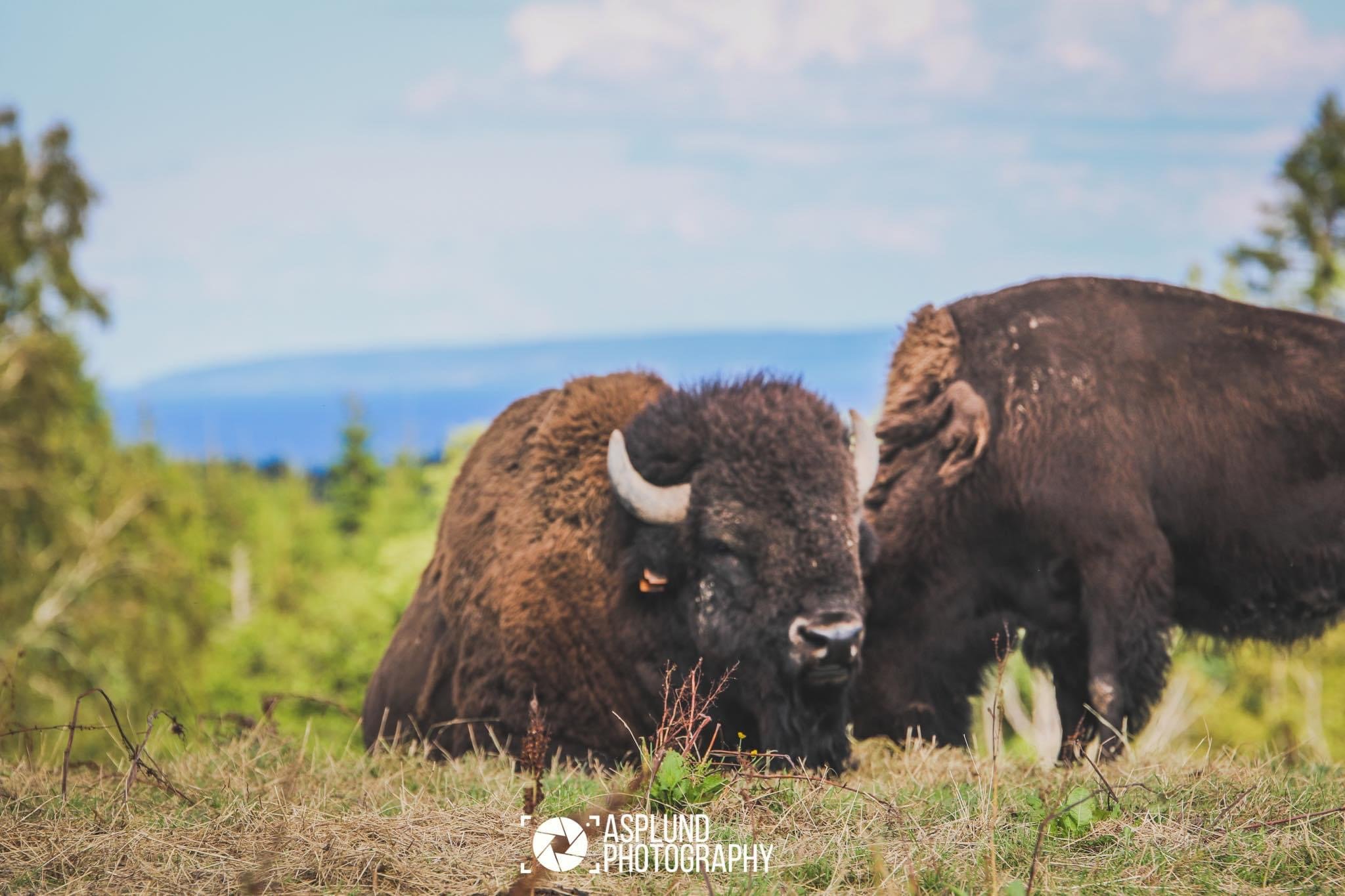 Bisonfarmen i Gate (Gate Bison Farm)